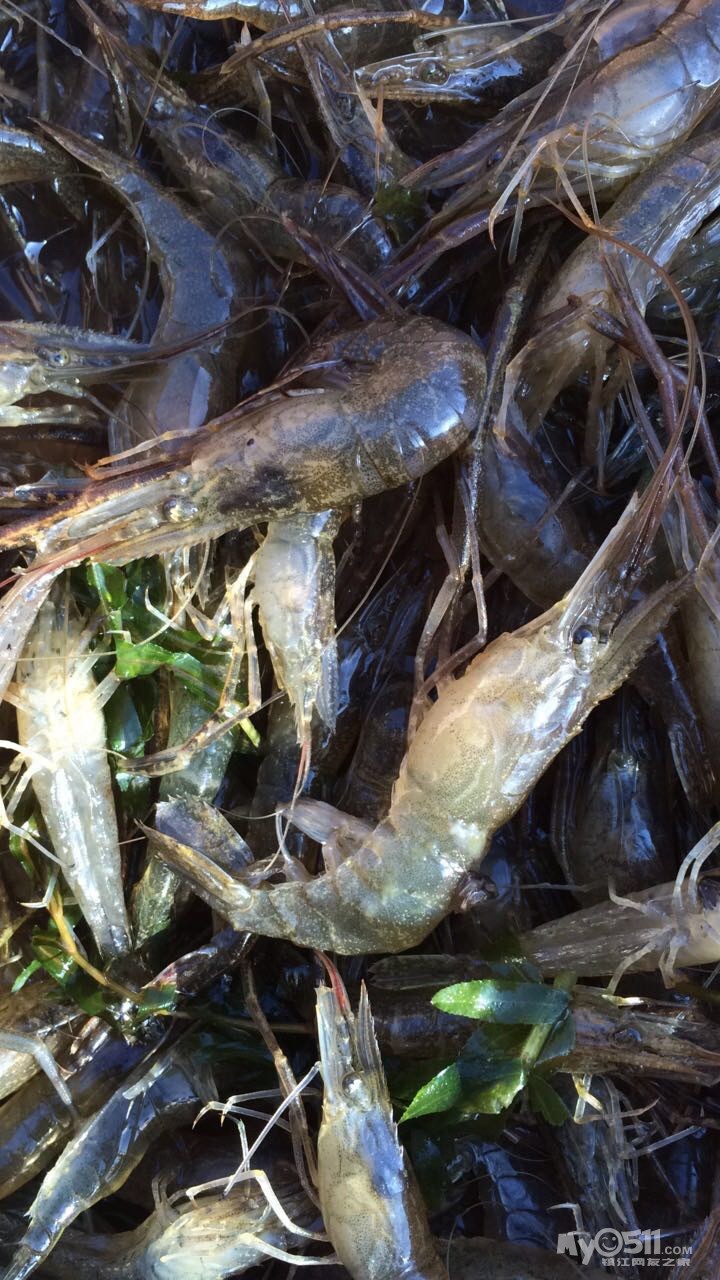 野生大草虾!特价3天60一斤,只有三天,每天限量20斤!