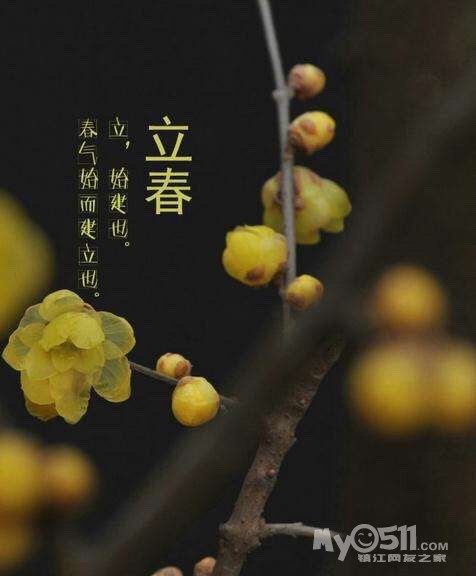 四季海棠花风水寓意图片