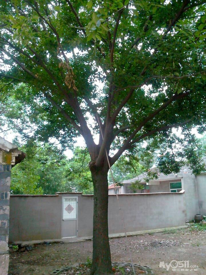 直径48公分有50多年树龄的红株树一棵,.