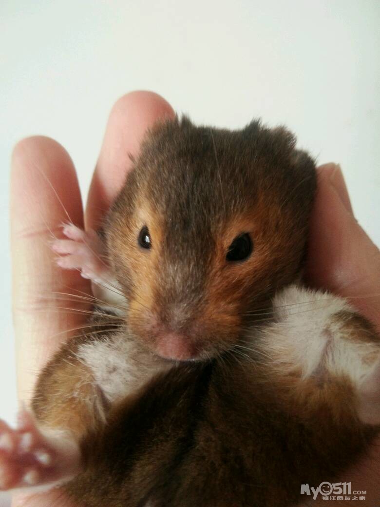 求只公熊鼠配鼠宝 - 花鸟鱼虫 - 梦溪论坛 镇江