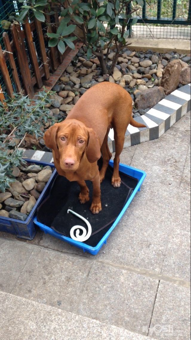 匈牙利国犬"威斯拉"找男朋友