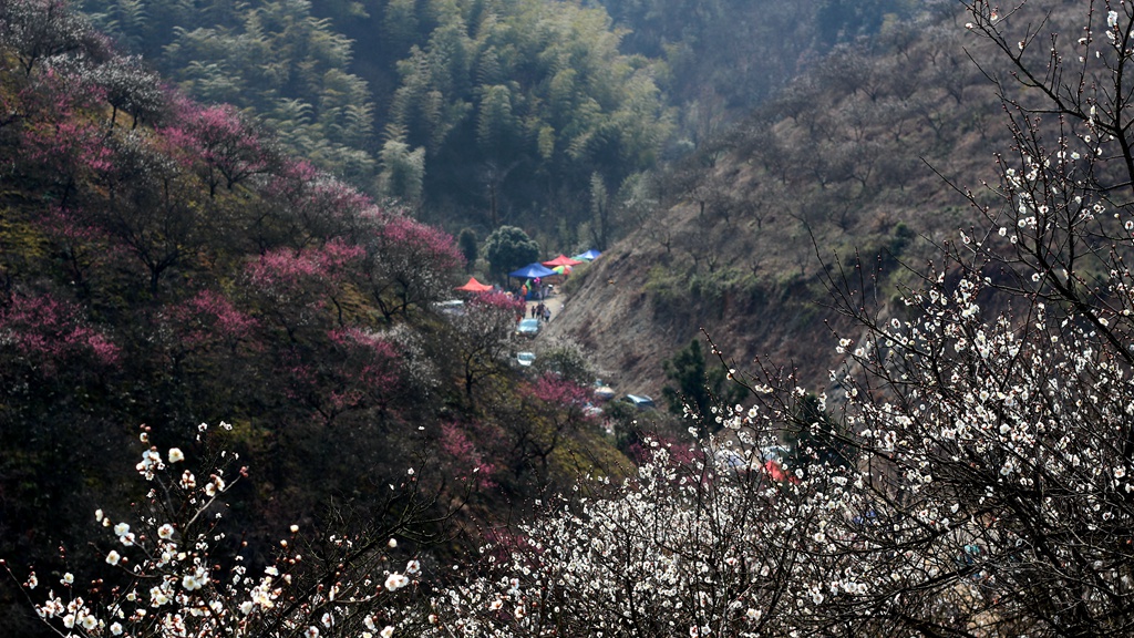 探秘安吉梅花沟,赏千亩梅林盛景