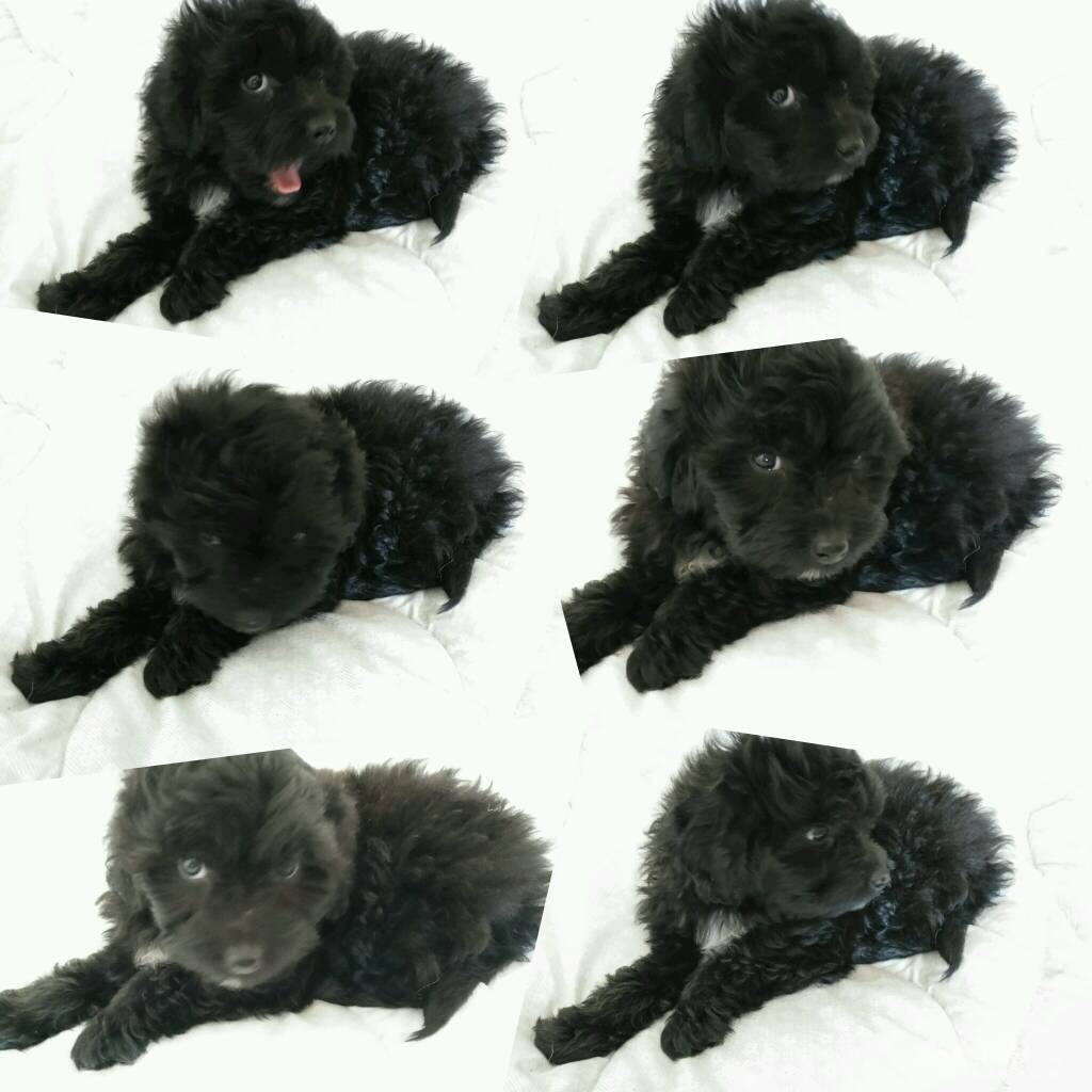 03 转让葡萄牙水犬一只,价格你说的算.