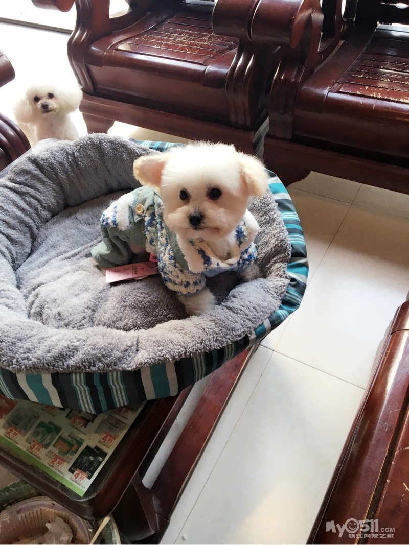 03 出售四个月白泰迪母