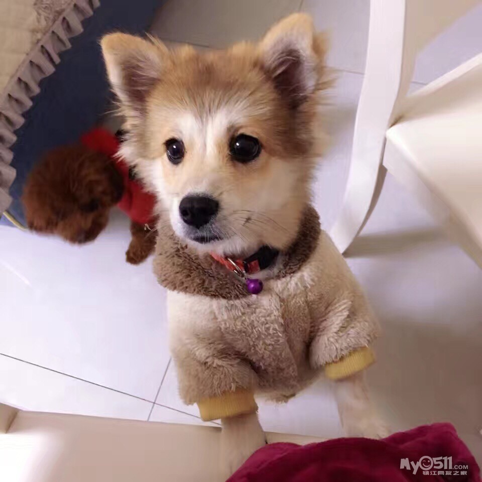 出售一只柯基柴犬串300