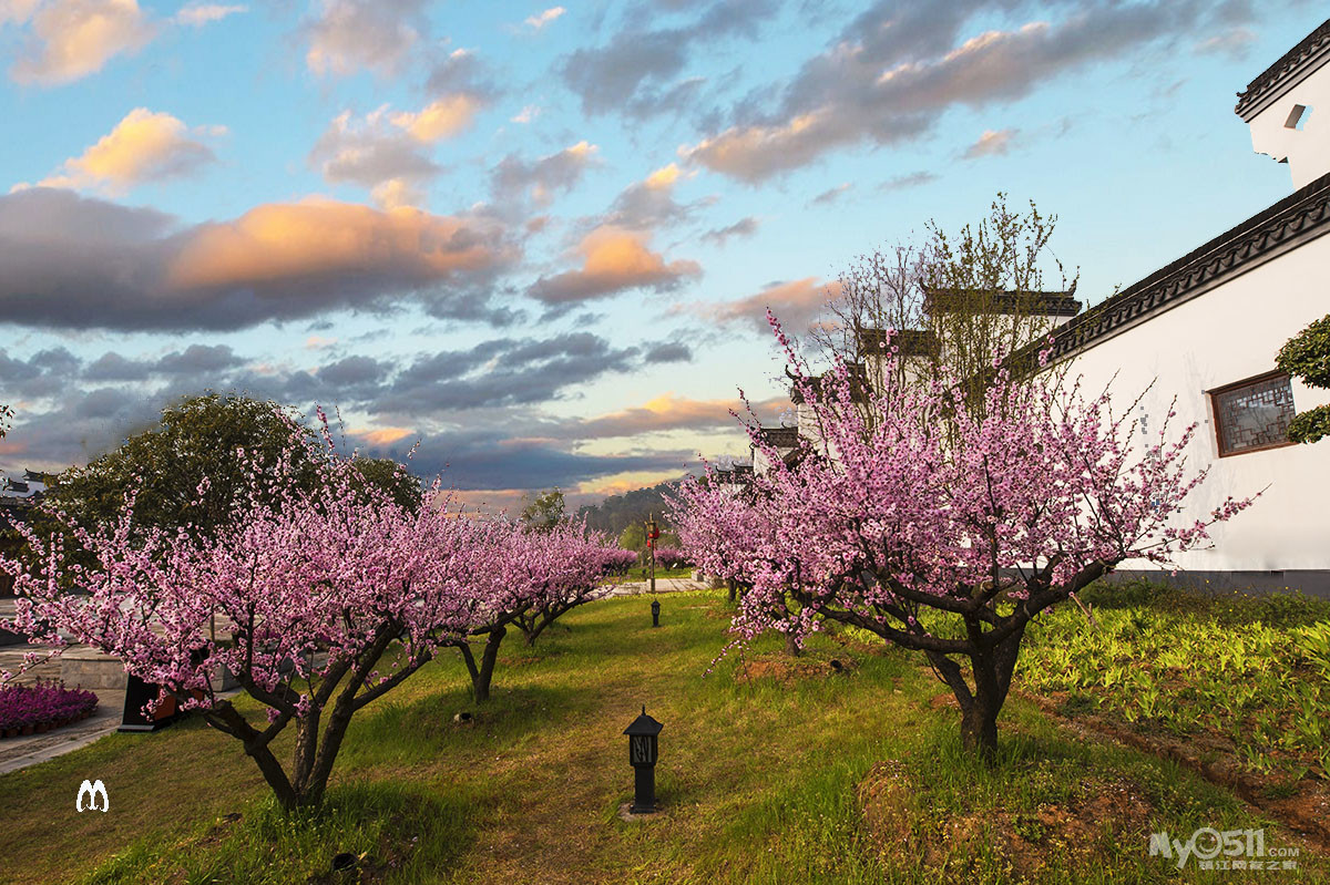 《桃花满天红》