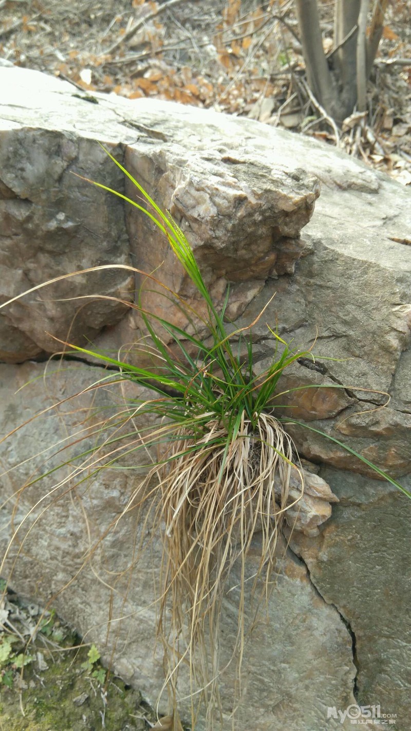 请教这两草叫啥?