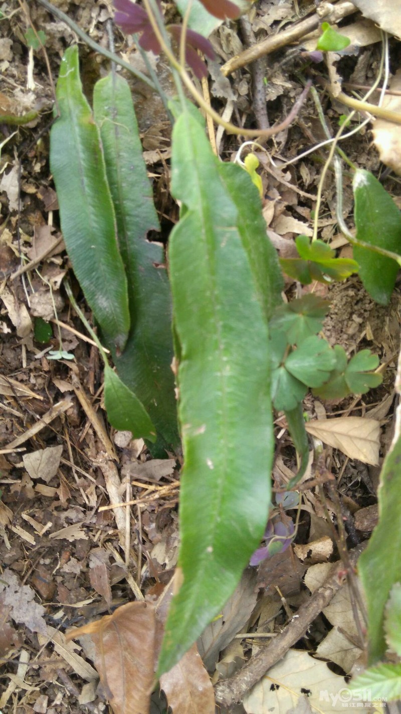 请教这两草叫啥?