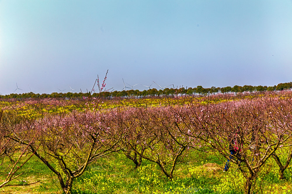南京六合桃花岛 桃花节开幕一日游