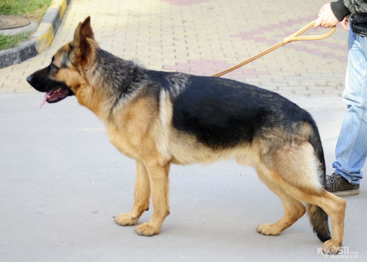 03 請栓好你的大型犬 檀香園8棟15樓的某位業主,養了一條大狼狗,你