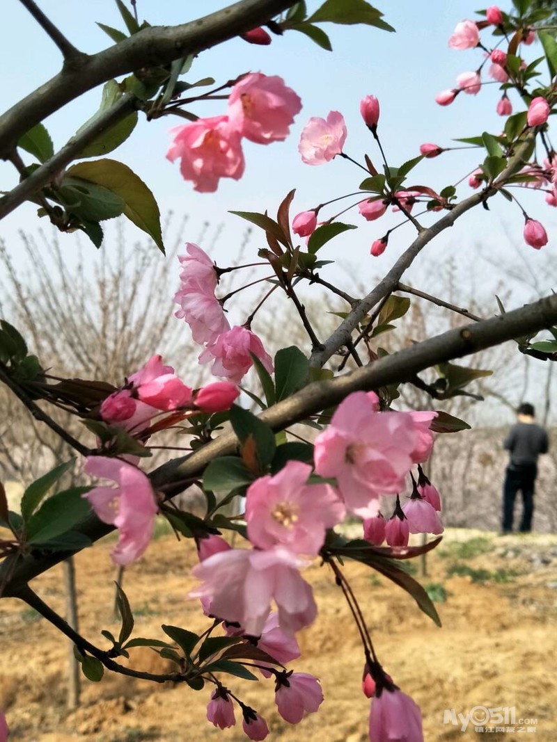 春意盎然～赏高资千亩樱花园