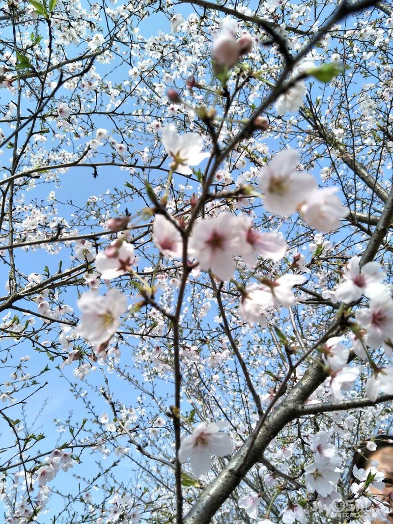 春意盎然～赏高资千亩樱花园