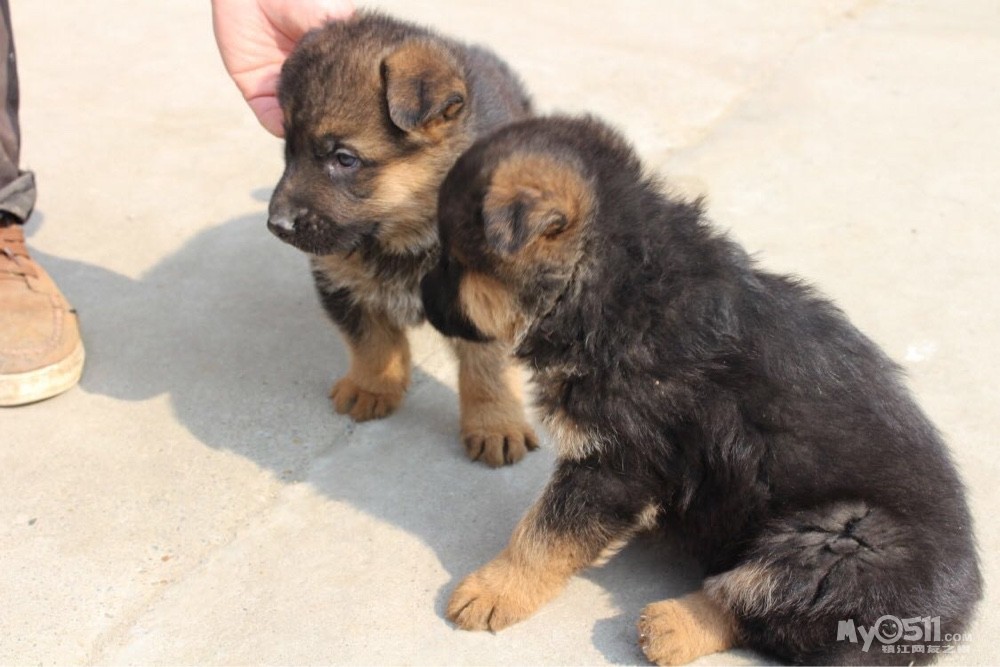 宏伟犬舍 出售拉布拉多犬,德国牧羊犬欢迎选购