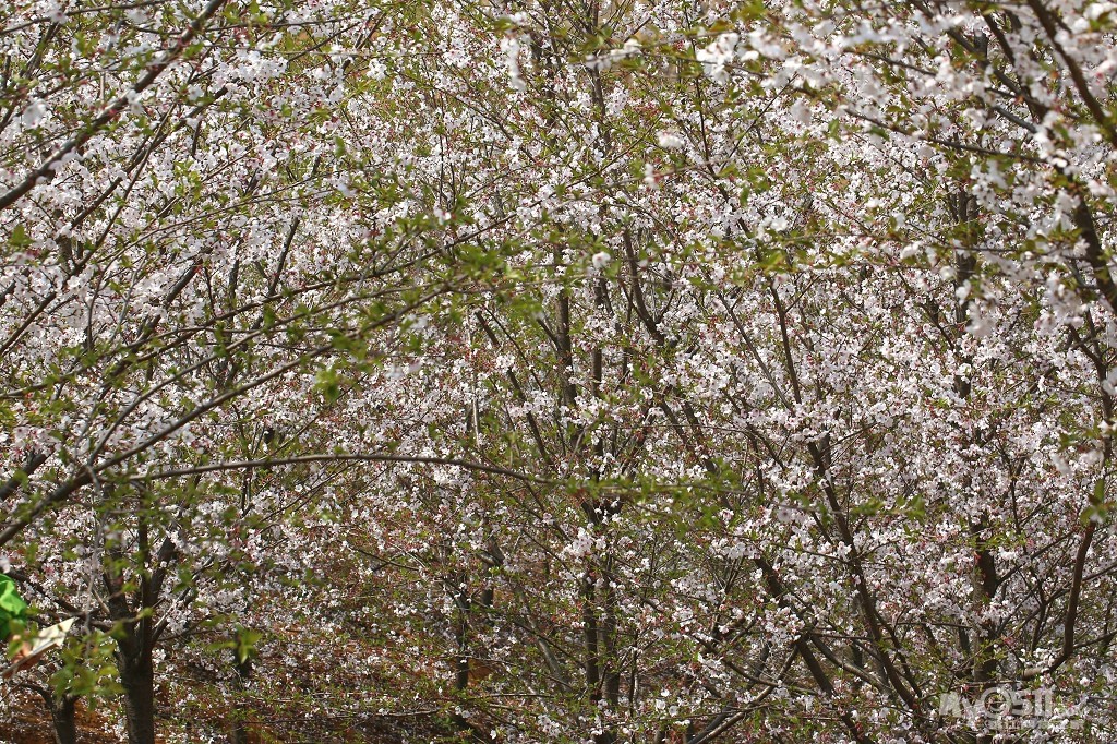 游高资巫岗樱花园