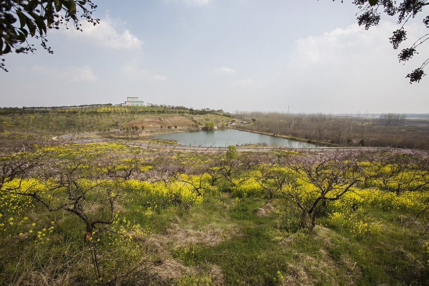 南京六合桃花岛随拍