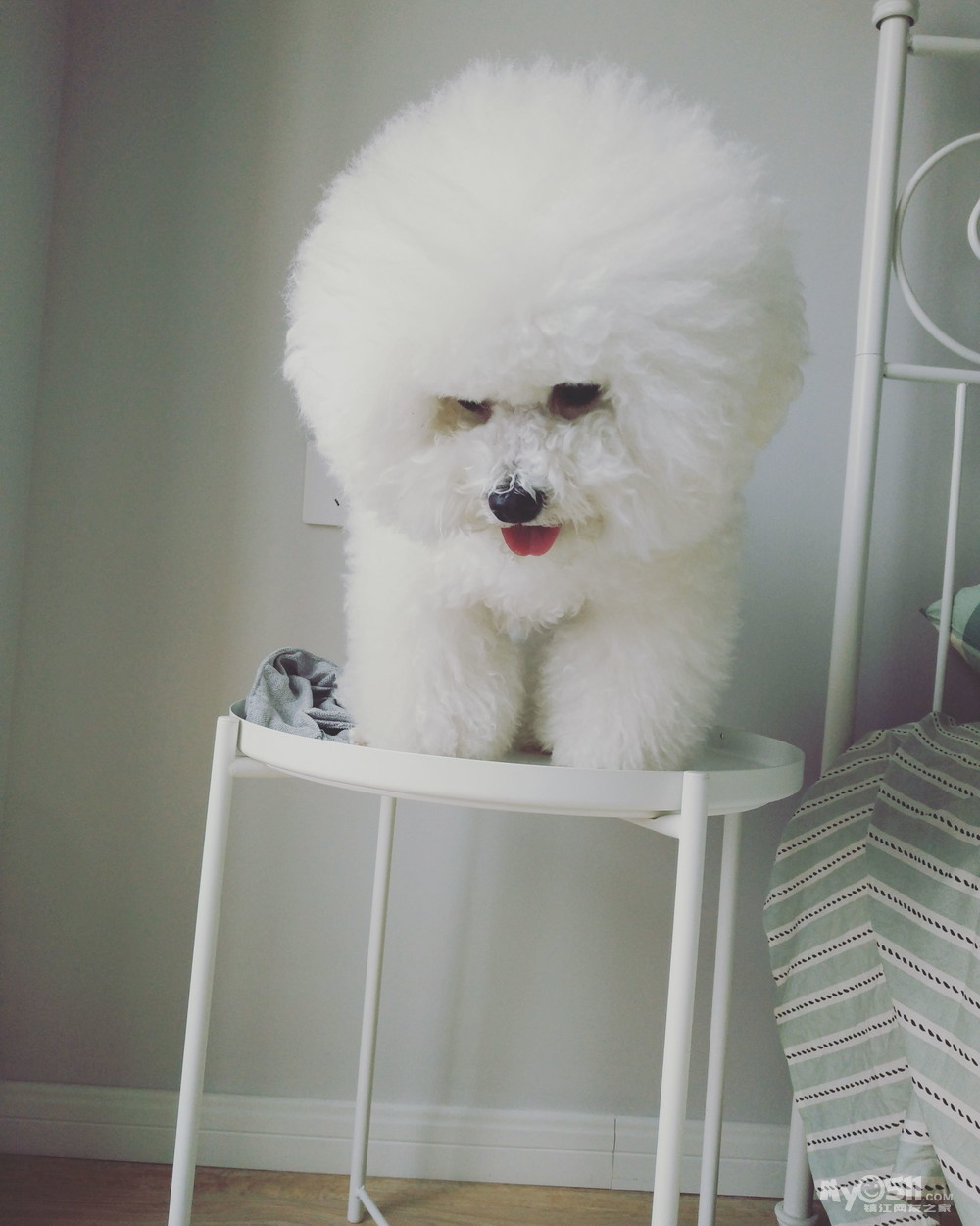 03 出售可爱比熊!寻找有责任心主人!