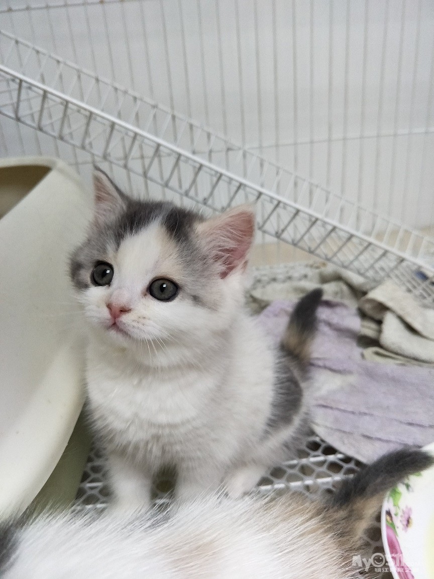 {萌萌家庭猫舍}正八包子脸英短,萌萌萌,萌你一脸血 - 宠物市场 - 猫狗