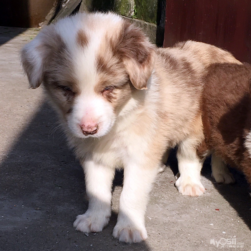 红陨边牧,一公一母,价格1200,微信5