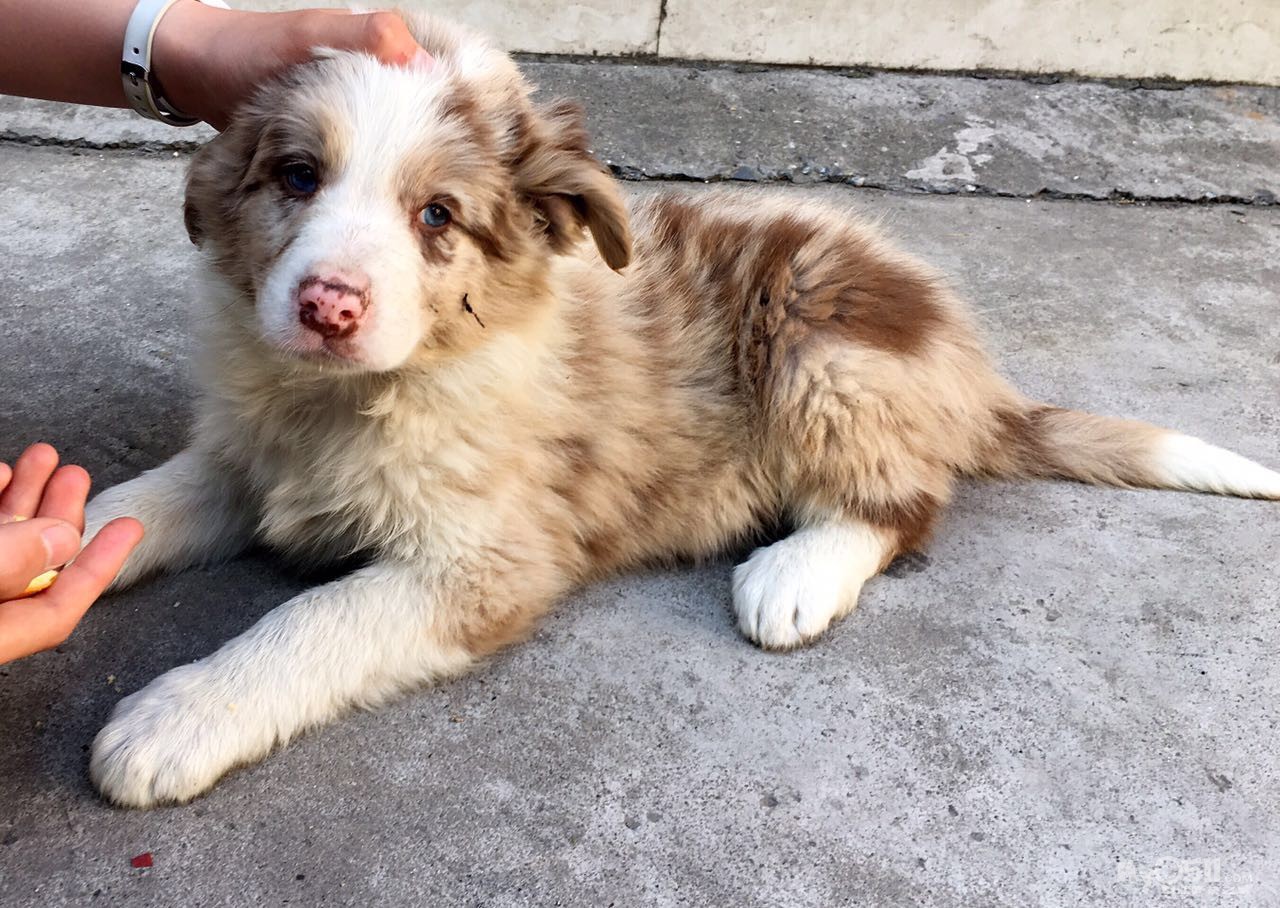 红陨边牧公看中联系