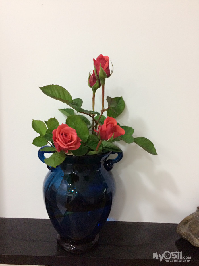 我的小小月季园