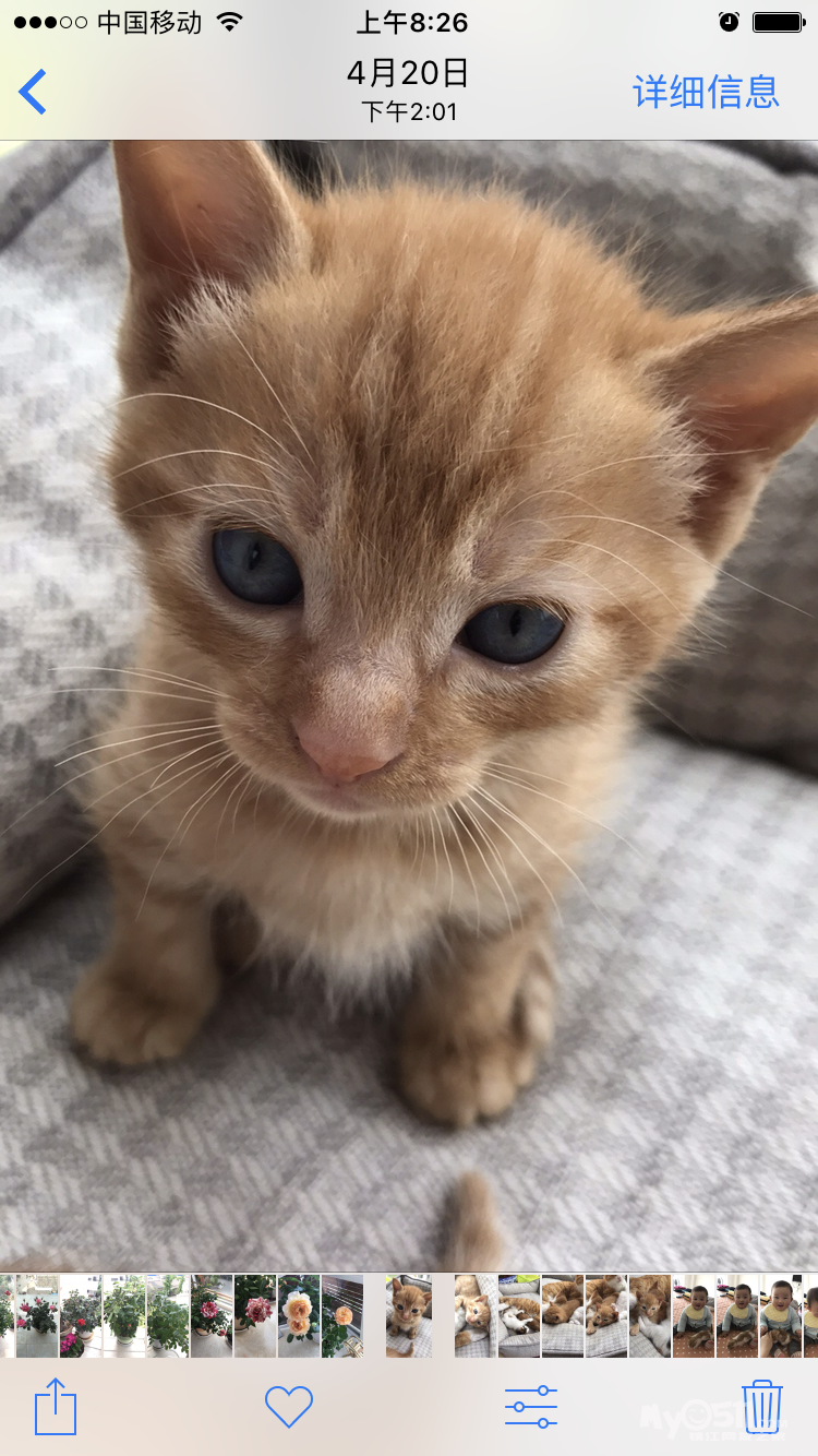 家养小萌猫领养