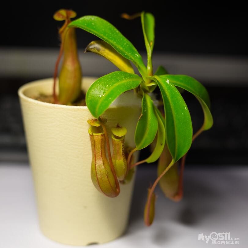 食虫植物两株-猪笼草和勺叶茅膏菜(已出)