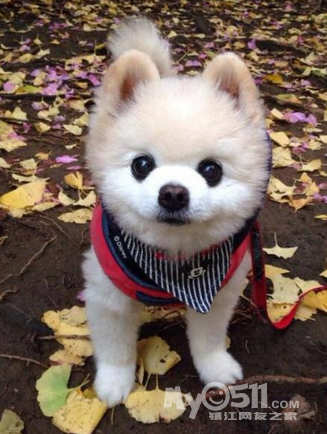 球形博美萌萌哒白富美的最佳选择 包你养活