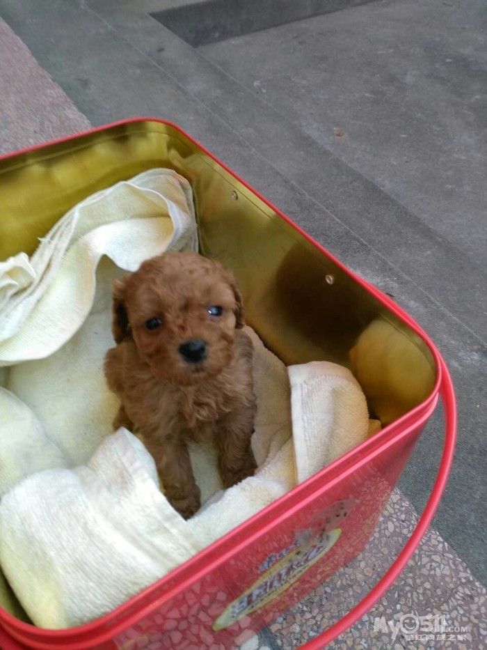 楼主疯了,棕红色纯种小泰迪,500一口价出,要的快来 - 宠物市场 - 猫狗