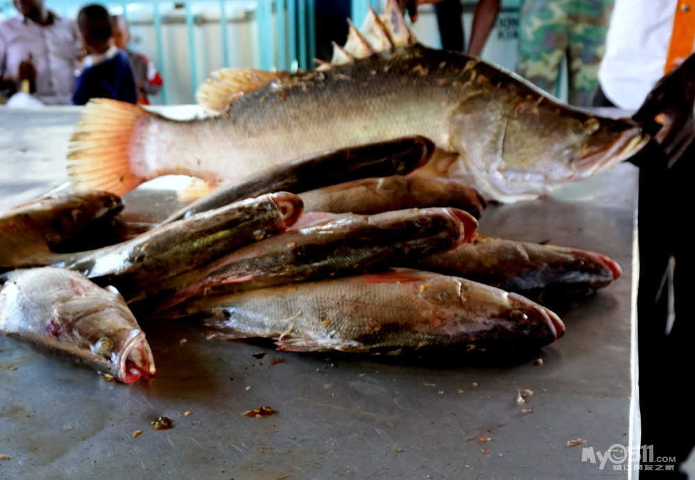 鱼市场的非洲鲈鱼