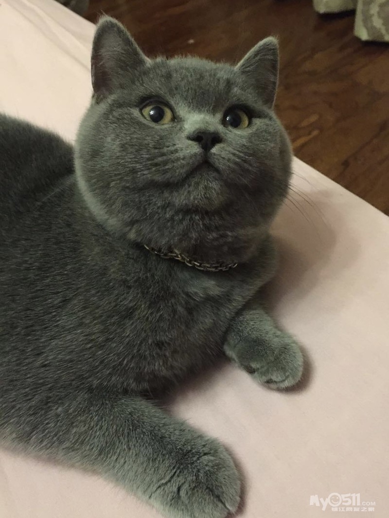 03  梦溪论坛 猫狗总动员 宠物市场 03 高品质蓝猫弟弟找新机啦!