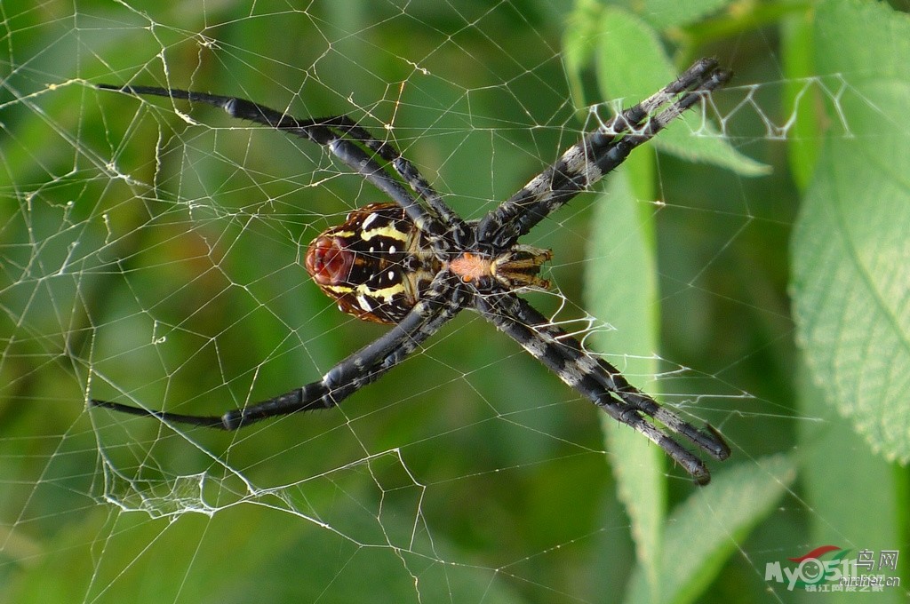 四川地区常见蜘蛛图片