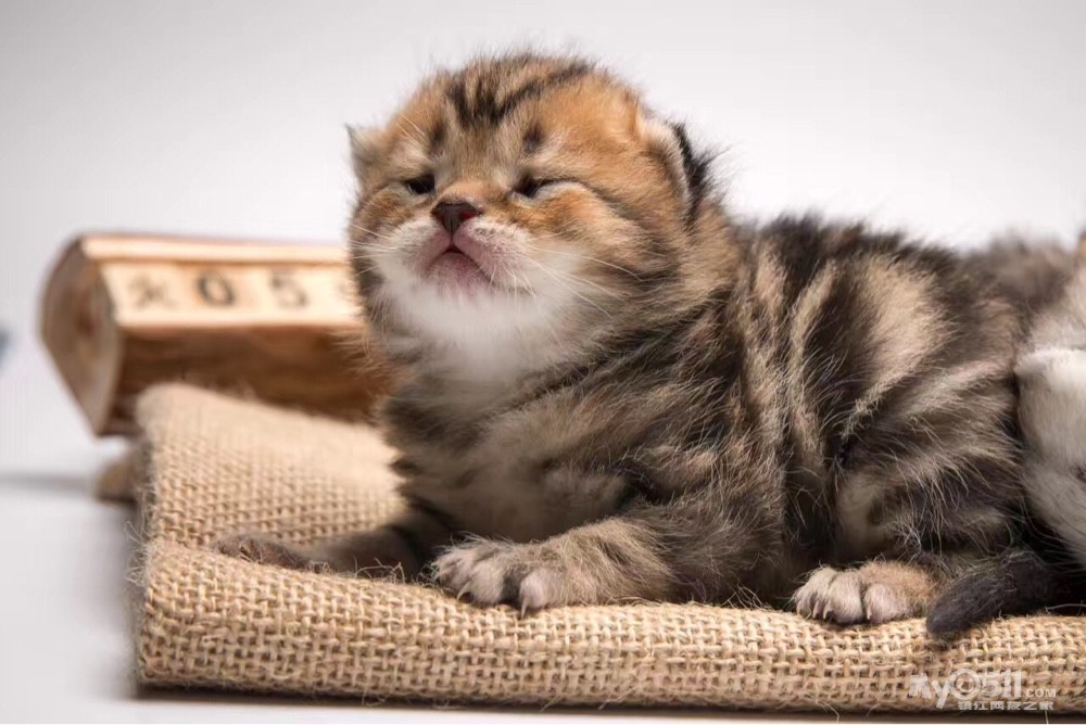 03  梦溪论坛 猫狗总动员 宠物市场 03 美短折耳宝宝招家长啦!