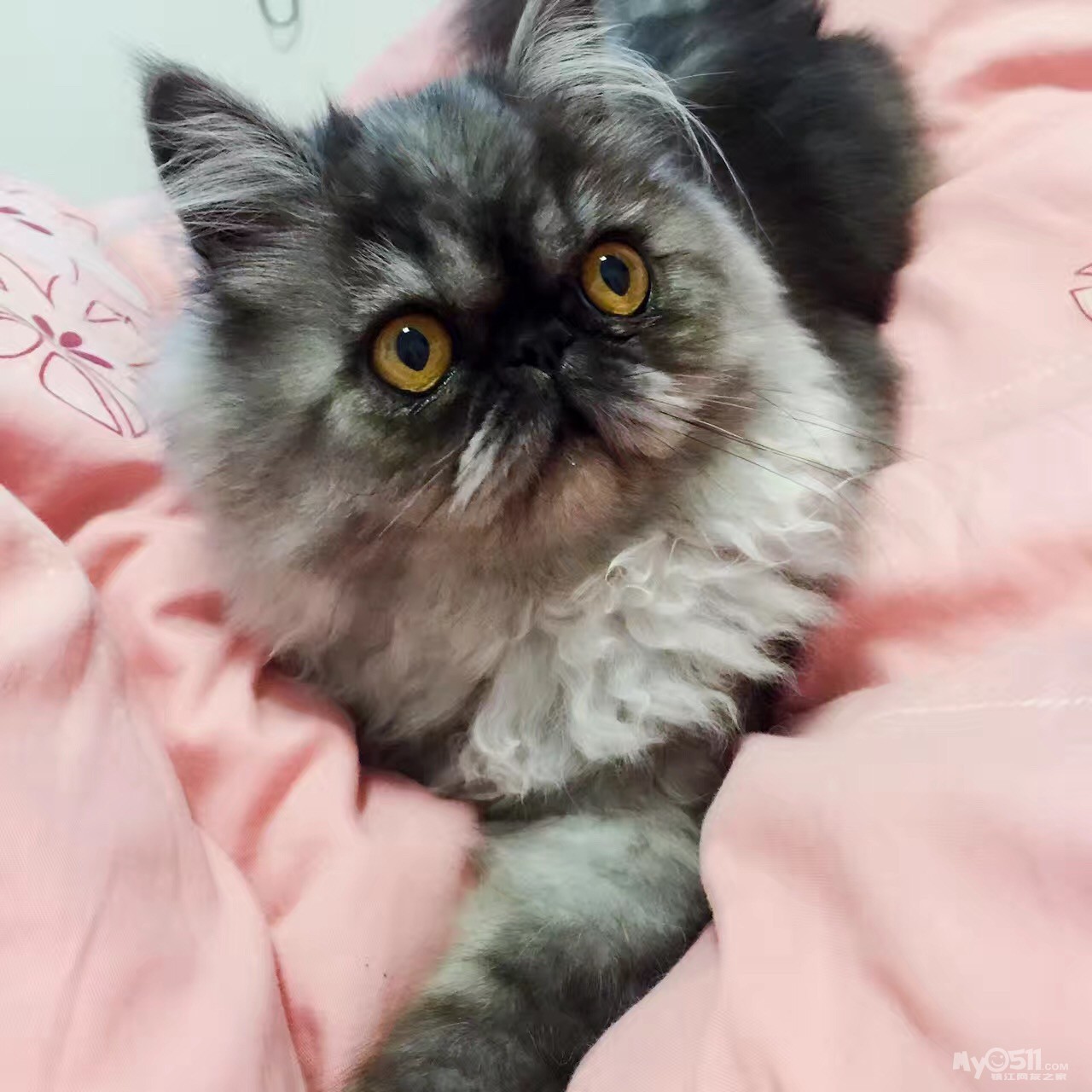 三花加菲猫出售