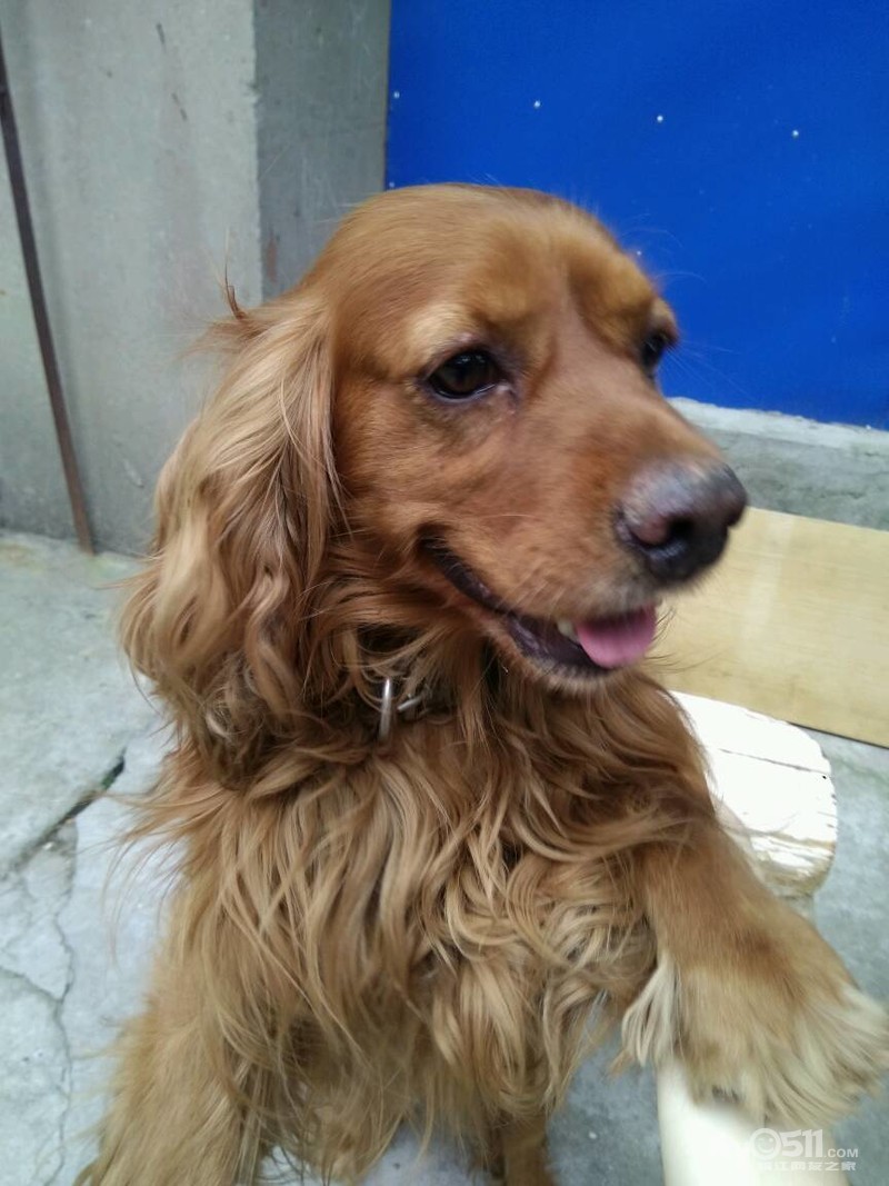 英卡幼犬还剩两只啦