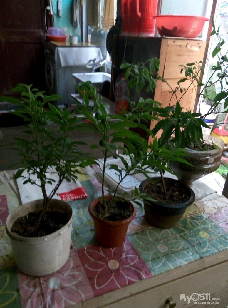 标题: 免费分享洋樱桃