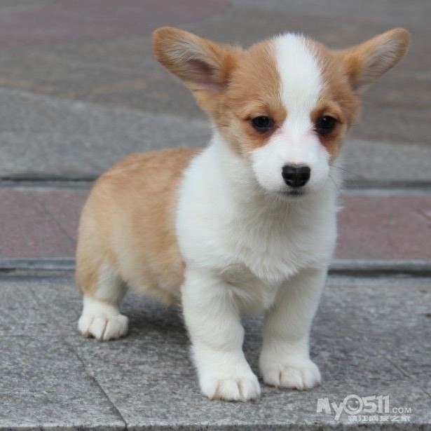 小短腿 电臀 柯基 - 宠物市场 - 猫狗总动员 梦溪论坛 镇江,时事,招聘
