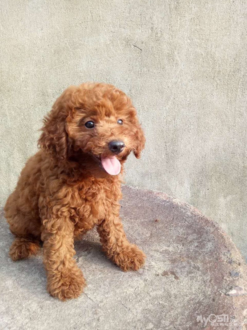 两个月的泰迪,小型泰迪