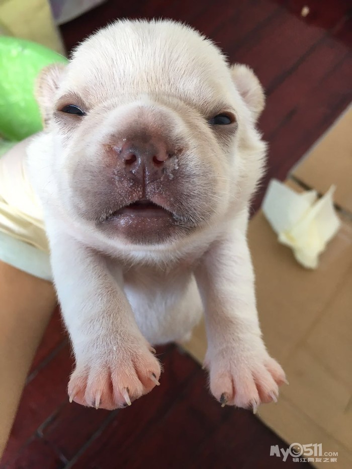 家养精品法斗出售!个个短体,大鼻筋!