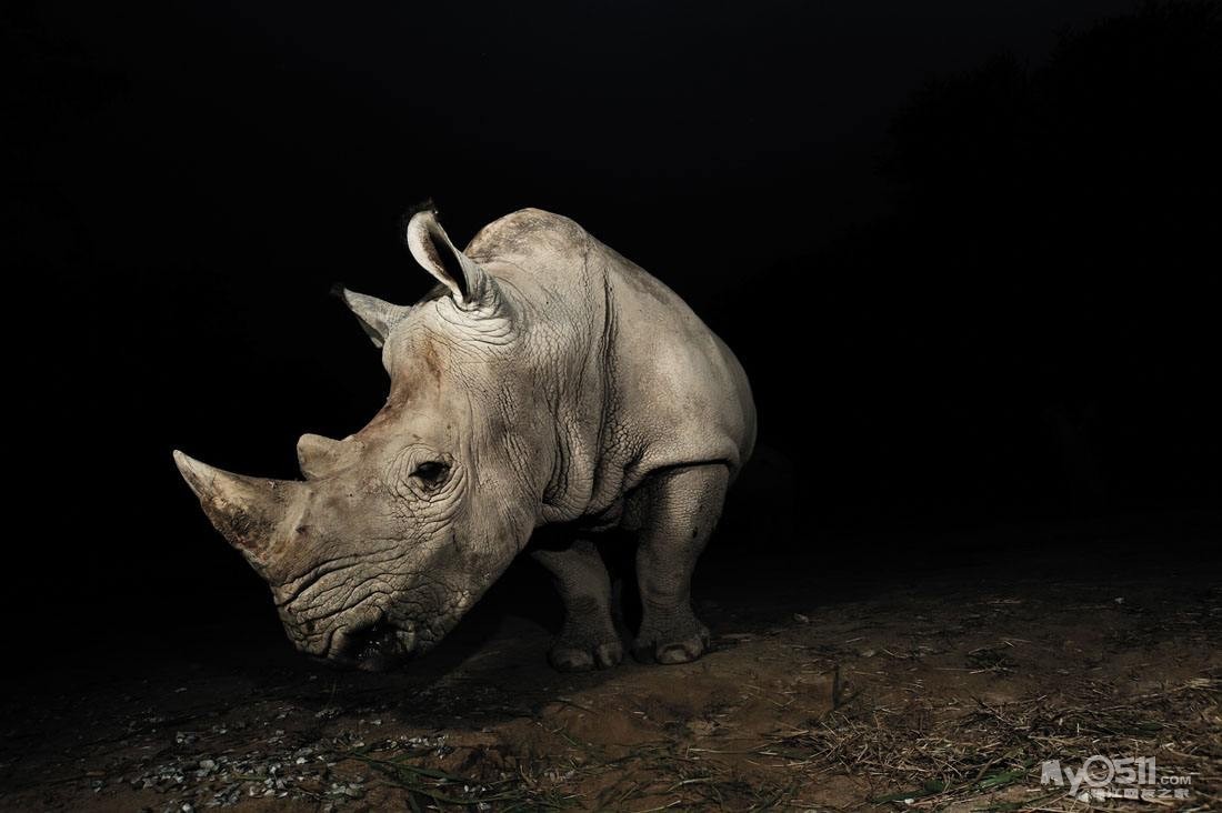 灰犀牛的市场环境下,投资策略如何选择?