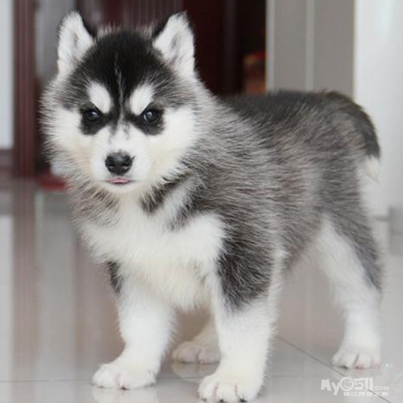 三把火蓝眼哈士奇