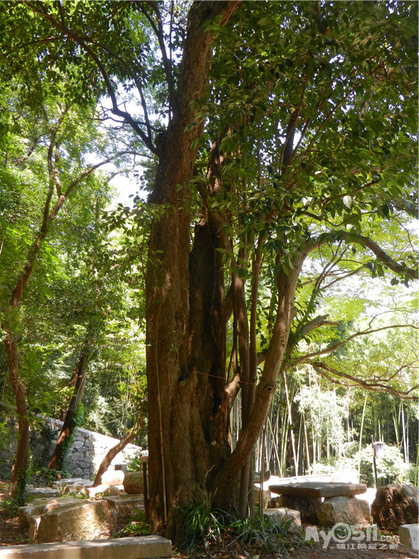 目前镇江市境内年代最久的大叶女贞古树,树龄已有300年