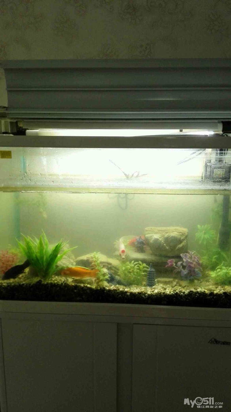 鱼缸多久清理一次?