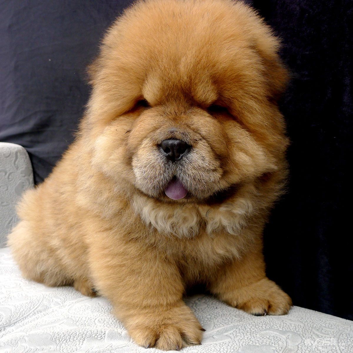 大嘴松狮宝宝 - 宠物市场 - 猫狗总动员 梦溪论坛 镇江,时事,招聘