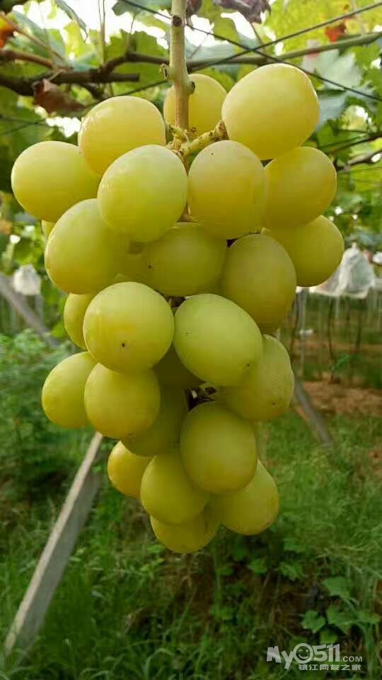 句容丁庄葡萄马上下市辣,可改品尝自制葡萄酒