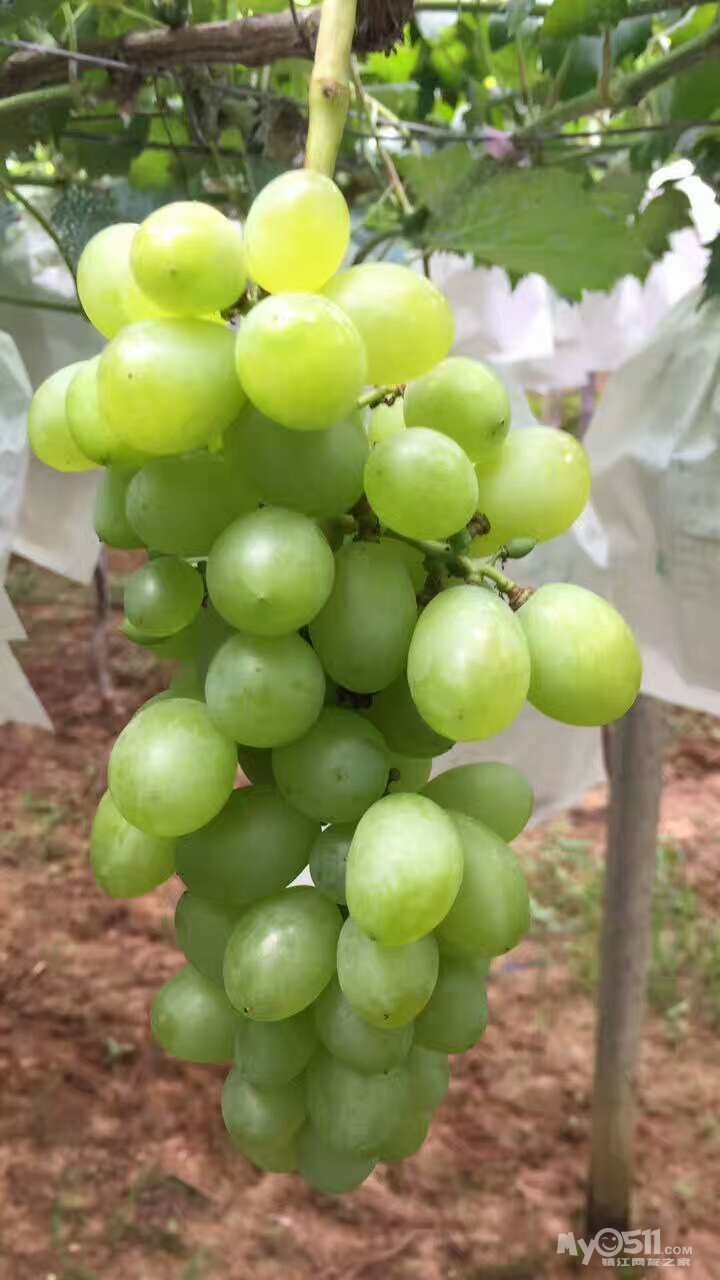 句容丁庄葡萄马上下市辣,可改品尝自制葡萄酒