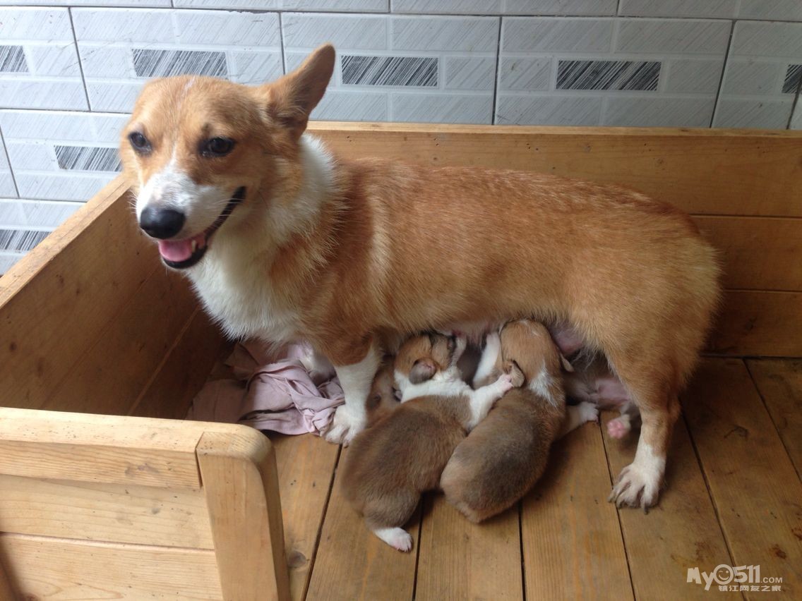 家养一窝小短腿黄白柯基找新家