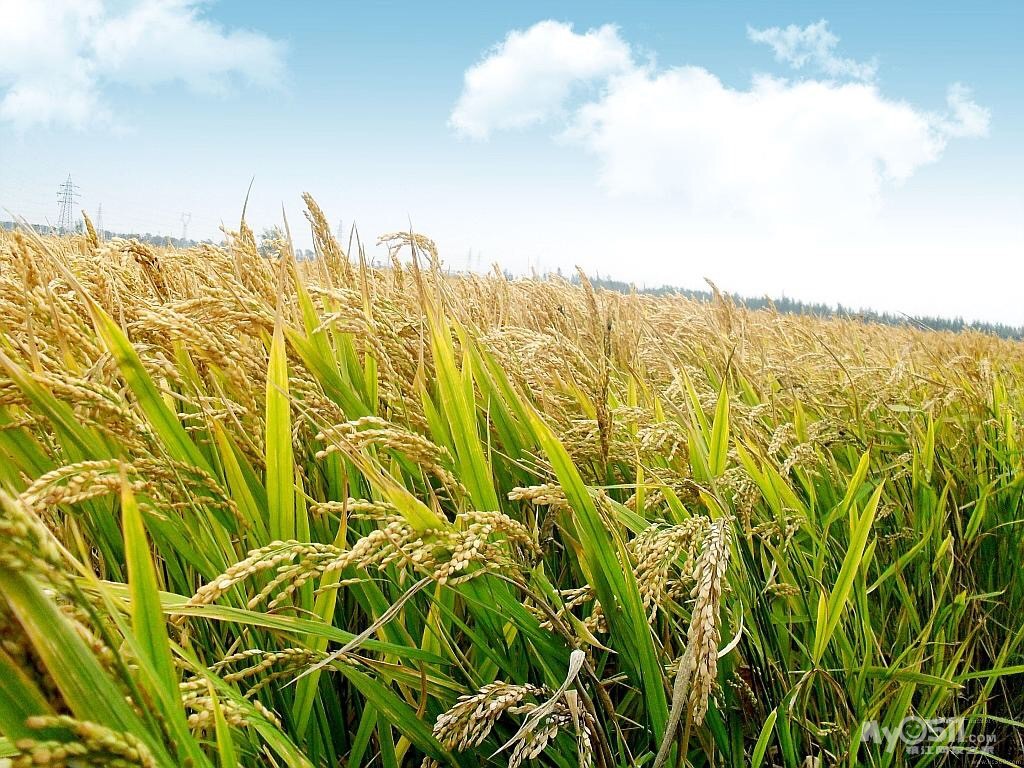 东北妞的美食,内蒙大草原的特产(100%东北大米,小米,自家做的牛肉