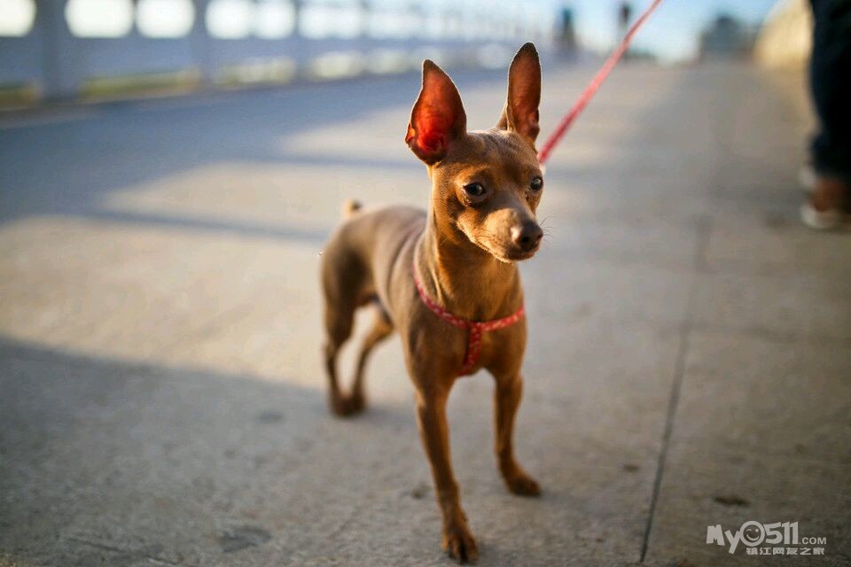 出六个月母纯种鹿犬