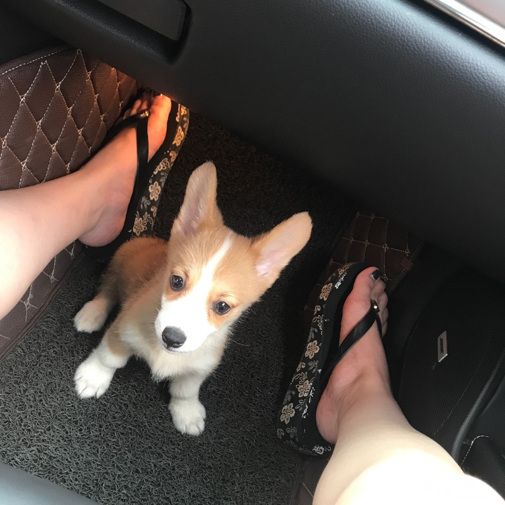 小柯基寻觅新主人 - 宠物市场 - 猫狗总动员 梦溪论坛 镇江,时事,招聘