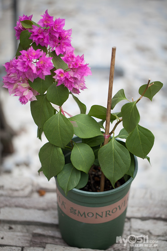 出好品种三角梅